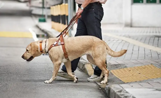 导盲犬需要哪三证？一起了解一下吧