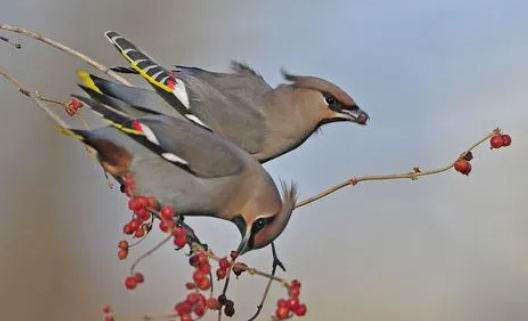 我来给你讲，太平鸟怎么饲养？