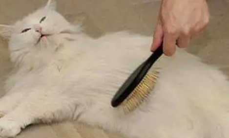 猫草能多吃吗？看这里给你答案