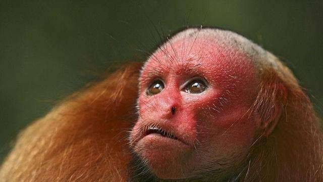 为什么赤秃猴有猴界“裘千尺”的称号?一文告诉你答案 为什么赤秃猴有猴界“裘千尺”的称号?一文告诉你答案