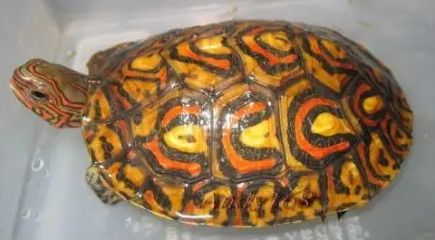 洪都拉斯木纹龟吃什么？快来这了解一下