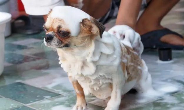 如何给狗狗选择沐浴露？来看这篇文章