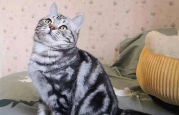 美短和土猫的区别有哪些？我来告诉你们答案！