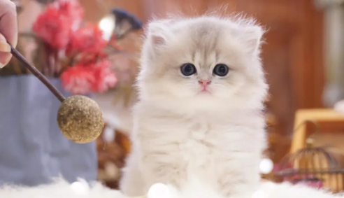 科普：什么品种的猫不掉毛？