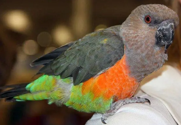 红腹鹦鹉多少钱?来这里了解下 红腹鹦鹉多少钱?来这里了解下