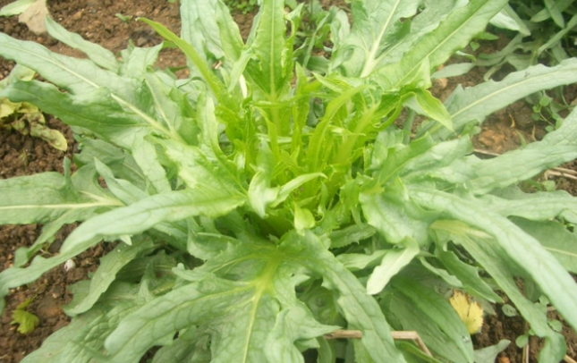 兔草是什么样子的？