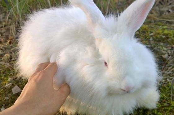 养巨型安哥拉兔注意事项一定要知道！