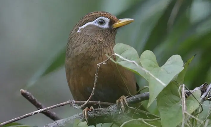 画眉鸟饲养禁忌，快来了解一下吧~