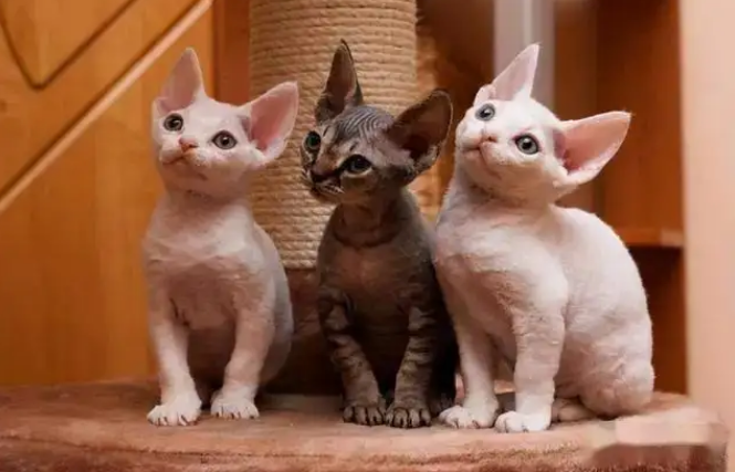 害怕猫咪掉毛？那么这几种猫咪绝对适合你~