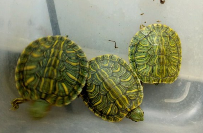 格兰德彩龟会发色吗?快来看看! 格兰德彩龟会发色吗?快来看看!