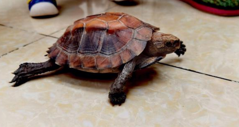 不清楚锯缘龟几天喂一次食物？看这篇文章