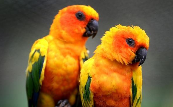 你们知道，暗色锥尾鹦鹉和小太阳鹦鹉区别是什么？