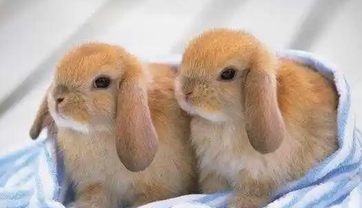 一起来看看英国迷你垂耳兔价格多少钱~ 一起来看看英国迷你垂耳兔价格多少钱~