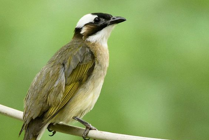 今日科普：白头鹎能笼养吗？