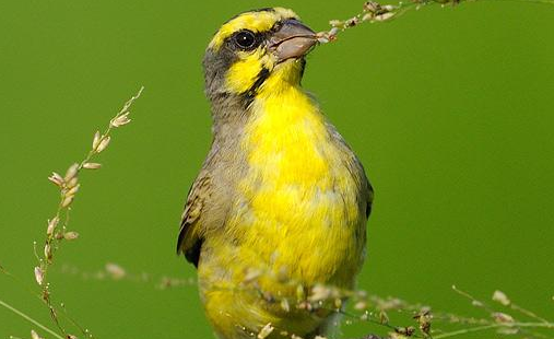 金青鸟怎样上性快？一起来学习下吧