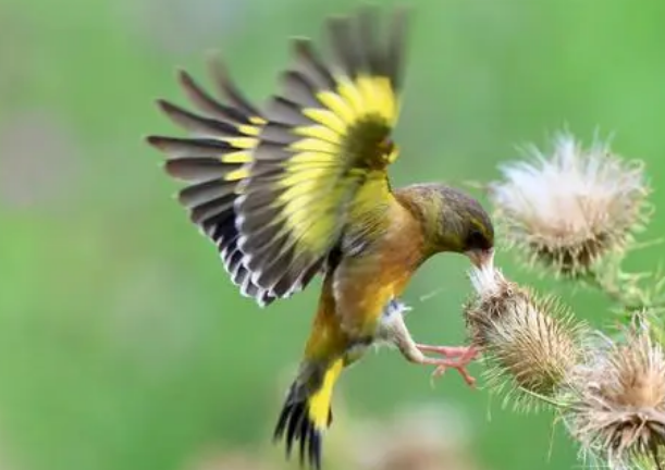 金翅雀雏鸟怎么喂养？饲主来学习下吧