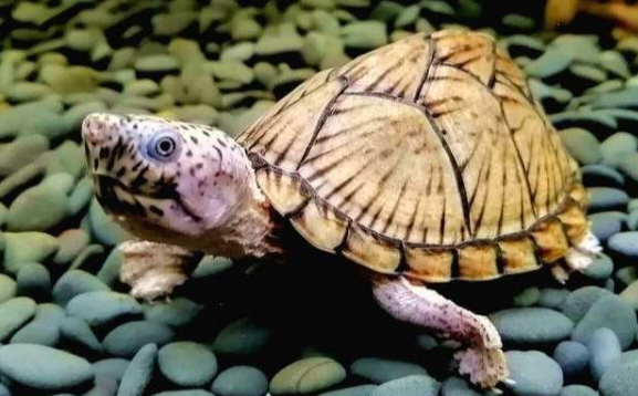 剃刀龟吃水草吗？答案在这里