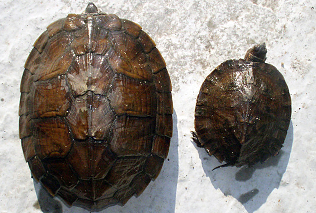 齿缘摄龟怎么冬眠？好奇就来瞧瞧吧~