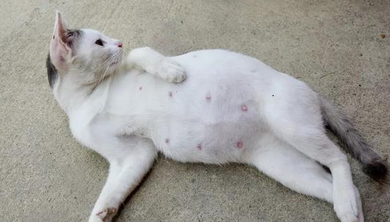 猫是怎么受孕的？铲屎官来了解下吧