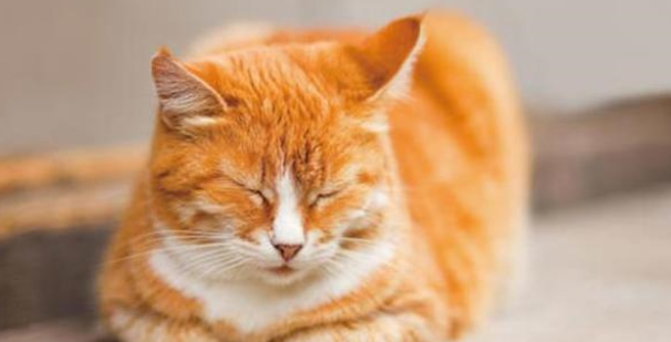 猫营养膏是什么？猫为什么要吃营养膏？