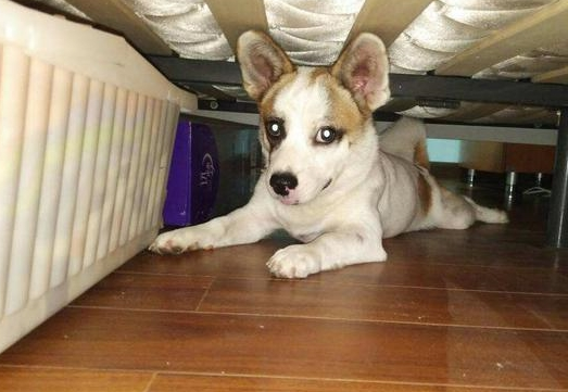 狗狗为什么喜欢睡床底下？ 原因很简单 