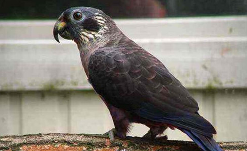 暗色鹦鹉多少钱一只？感兴趣可以看看~