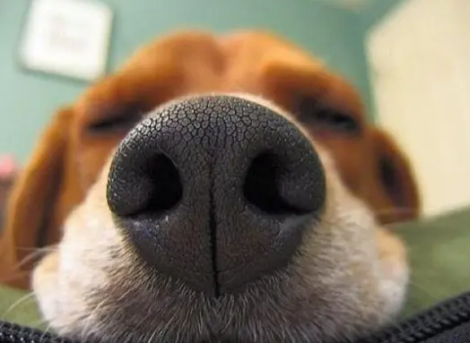 幼犬鼻子总是喷气?新手养狗必知! 幼犬鼻子总是喷气?新手养狗必知!