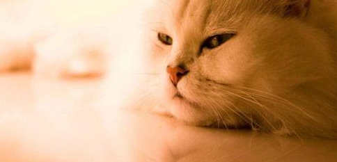 宠物医生分享的猫不能吃人感冒药的原因