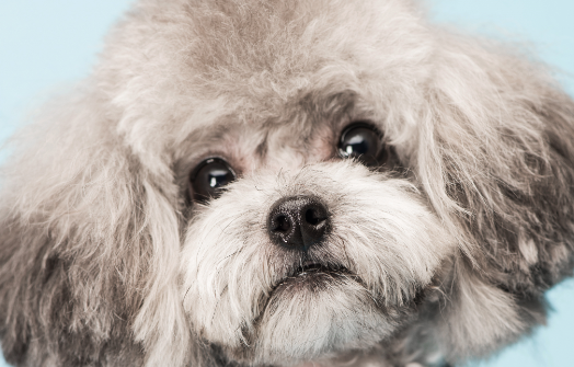 泰迪有白色的吗？一文告诉你答案