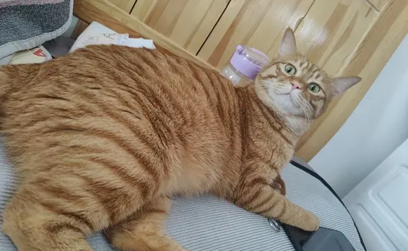 猫咪希望有个伴吗？铲屎官们一定要了解