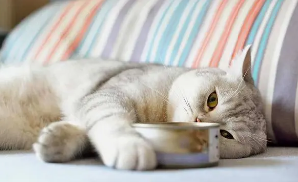 你以为猫罐头只需买贵的就行了？来了解下吧