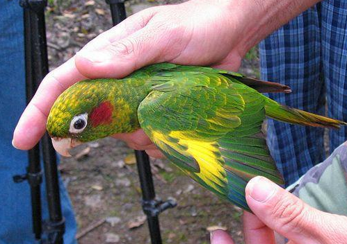 黄腹树莺怎么分公母?不清楚的来瞧瞧