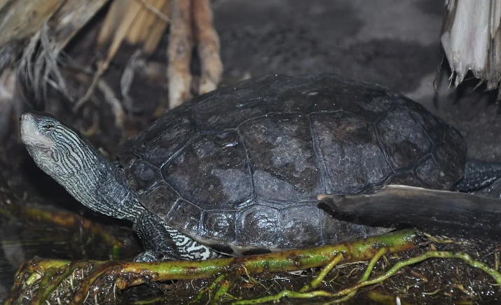 饲养中华花龟有“妙招”,掌握这些知识一定能养好它 饲养中华花龟有“妙招”,掌握这些知识一定能养好它