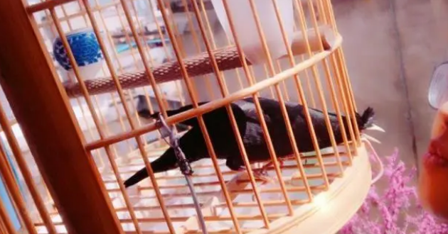 八哥幼鸟吃什么食物,这几种饲料营养全面又好制作,适合新手! 八哥幼鸟吃什么食物,这几种饲料营养全面又好制作,适合新手!