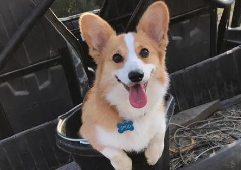 三色柯基毛色变化？铲屎官不得不看