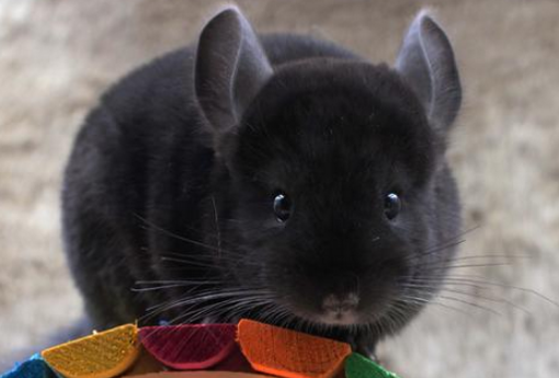 纯黑龙猫生病了怎么办?这篇文章给你答案! 纯黑龙猫生病了怎么办?这篇文章给你答案!