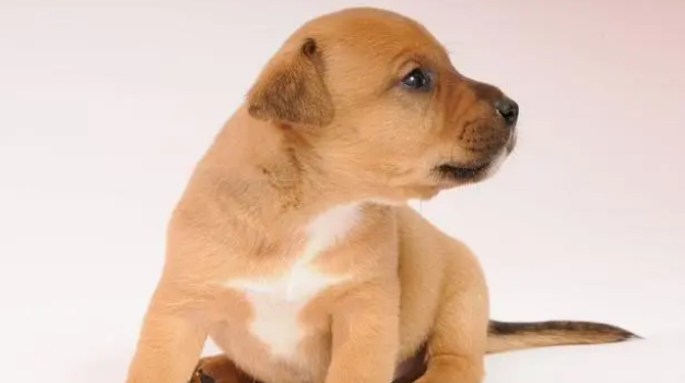 冬天里，给狗狗洗澡，这四个误区不能“踩”