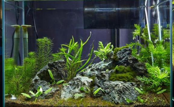 微生态制剂菌种简介之硝化细菌