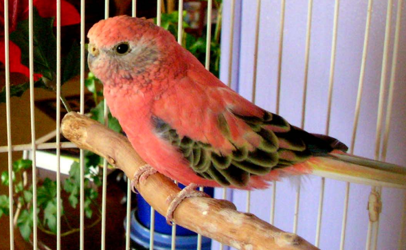 伯克氏鹦鹉可以养吗？养之前要知道这些