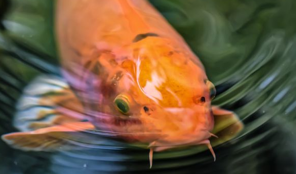 停电了，如何给鱼缸增氧？