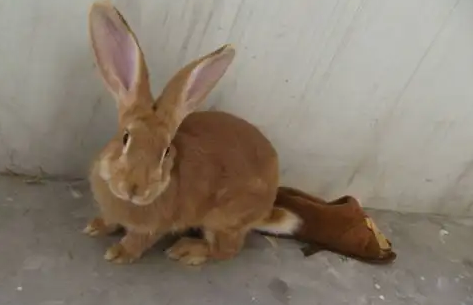 豫丰黄兔适应温度，你还不知道吗？