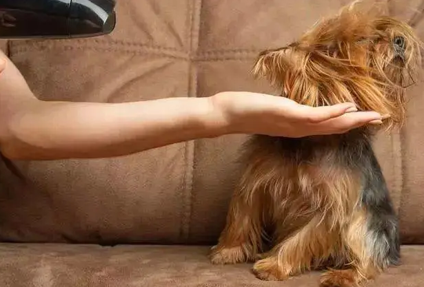 狗狗害怕吹风机怎么办？来看这里！