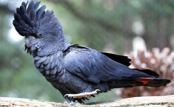 带你了解红尾黑凤头鹦鹉多少钱一只？