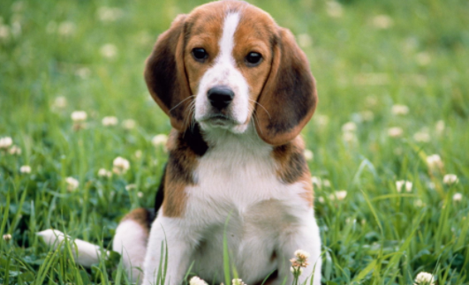 狗发情要不要打消炎针呢？过来人告诉你答案