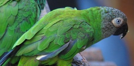 想知道灰头锥尾鹦鹉多少钱？看看这篇文章就知道了