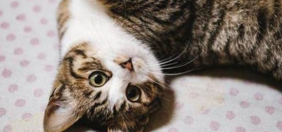 猫营养膏是什么？猫为什么要吃营养膏？