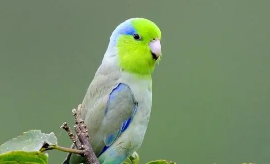 太平洋鹦鹉怎么繁殖?饲主来看看吧 太平洋鹦鹉怎么繁殖?饲主来看看吧