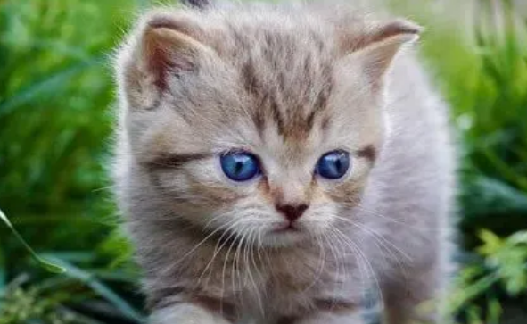 猫咪驱虫的注意事项