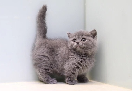 不建议买矮脚猫，是有原因的！