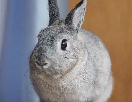 标准金吉拉兔生活习性，一文全知道！